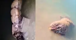 تفاصيل جثة سد الخاصة في كركوك.. امرأة يلفها غطاء عثر عليها صياد