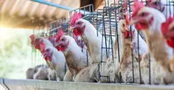 الهند تسجل 11 إصابة "شديدة العدوى" بإنفلونزا الطيور