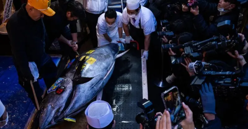 اليابان.. شراء سمكة تونة بـ3.2 مليون دولار