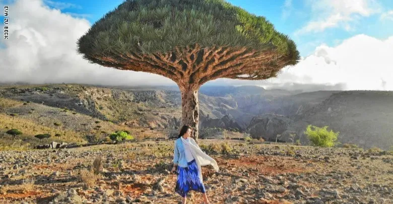 اليمن.. مئات السيّاح عالقون في سقطرى بعد توقف الرحلات بسبب النزاع