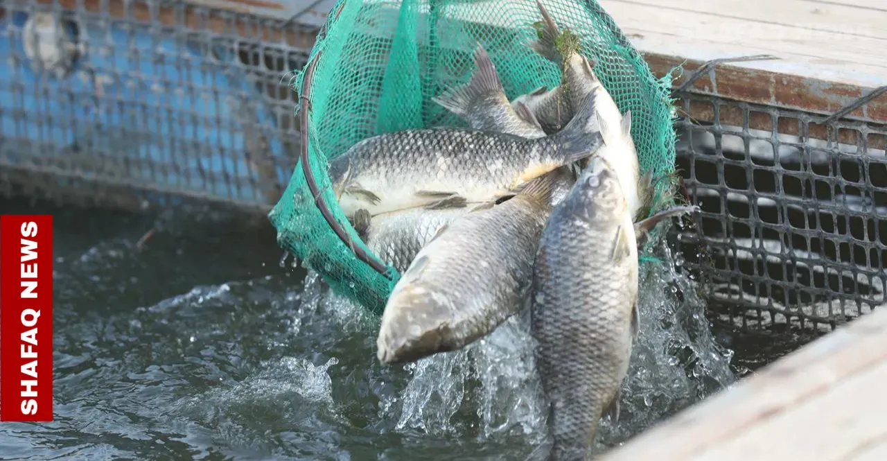 Water shortage forces Iraq to shut fish farms