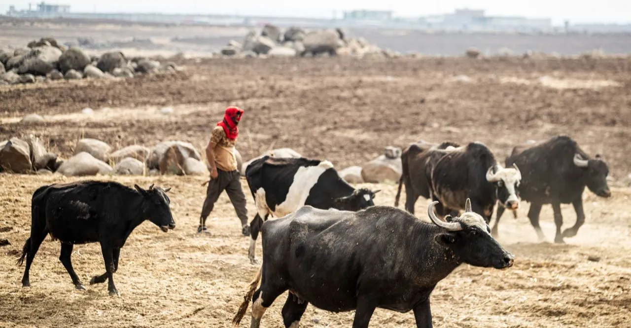 الصحة الحيوانية السورية: خطط للتعاون مع دول الجوار في الاستيراد والتصدير