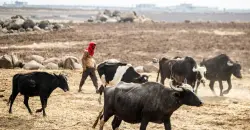الصحة الحيوانية السورية: خطط للتعاون مع دول الجوار في الاستيراد والتصدير