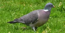 Migratory wood pigeons return to Iraq with winter’s arrival