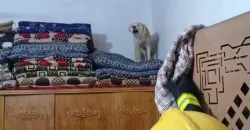 Deadly dog attacks: Who protects Iraq’s neighborhoods?