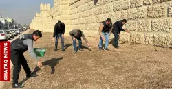 بعد انقطاع دام مواسم .. إطلاق مبادرة لإحياء زهرة البيبون قرب أسوار الموصل الأثرية