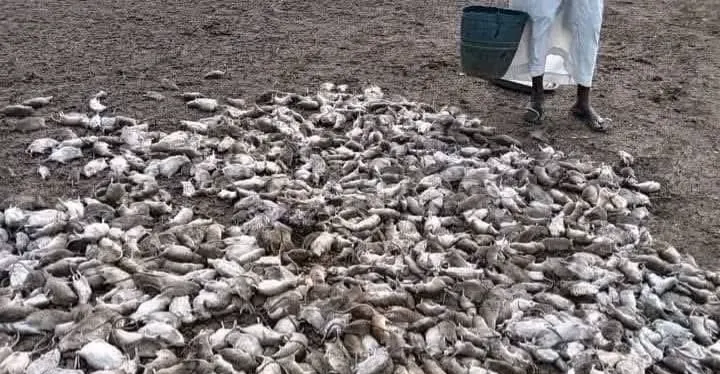 نفوق جماعي للفئران يثير القلق شرق السودان