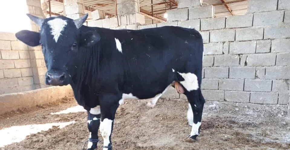 بغداد والأنبار .. ثور هائج يودي بحياة راعٍ بضربة مميتة والعثور على جثة في قارعة طريق