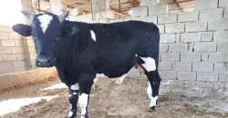 بەغداد و ئەنبار.. کەڵ هاریگ شوانیگ کوشێد و و پەیاکردن تەرمیگ لەبان ری