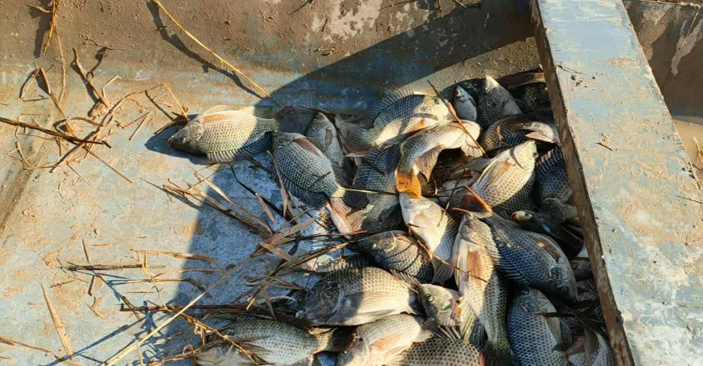 ضبط عملية صيد جائر للأسماك وإصابة شاب بإطلاق نار في ديالى وميسان