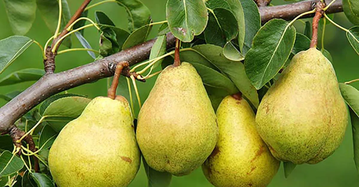 فوائد غير متوقعة لقشور الكمثرى.. تعرف عليها