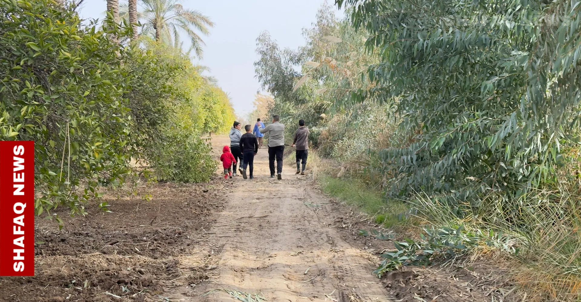 مع انكسار البرد.. بساتين ديالى تبدأ موسم الحياة بـ"تكريب" النخيل وتهيئة الأشجار (صور)