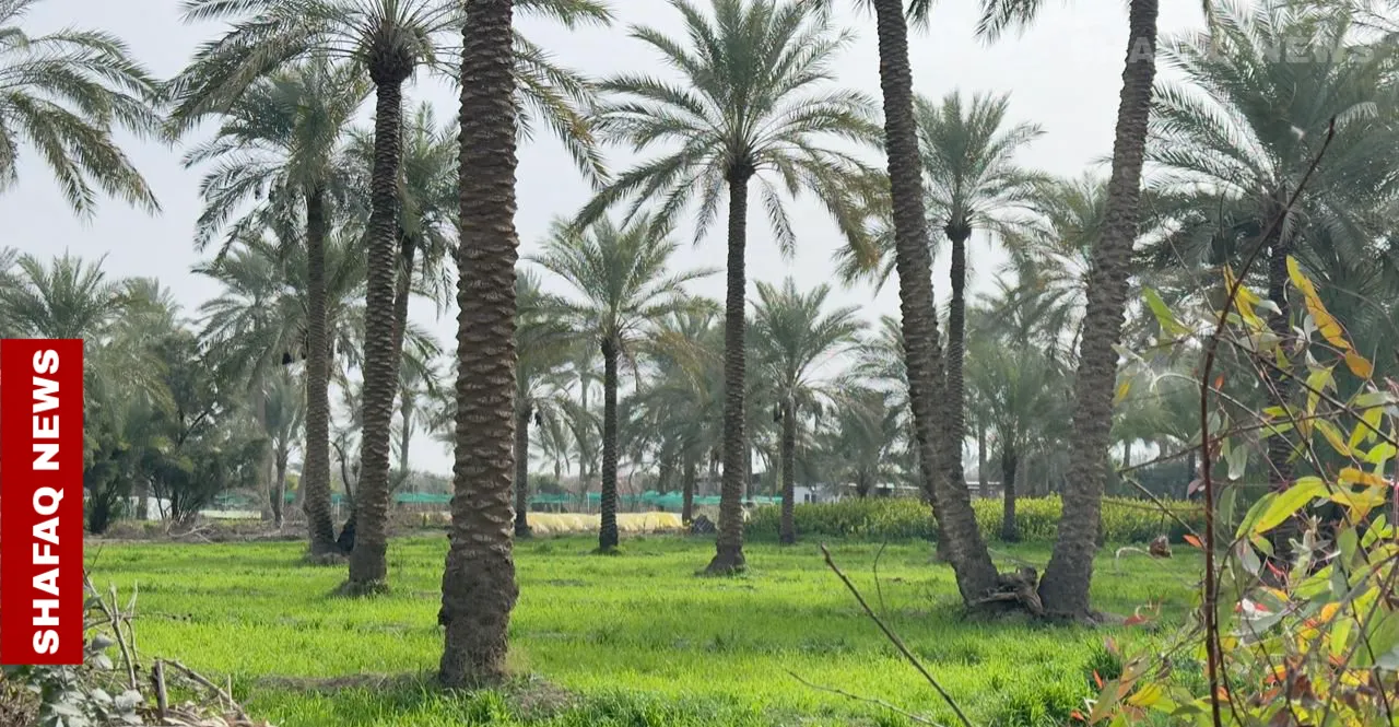 The unseen labor behind Iraq’s date harvest begins in Diyala