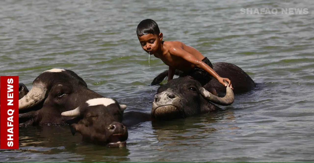 بيومها العالمي.. تدهور حاد للأراضي الرطبة في العراق (صور)