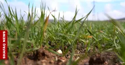 Heavy rains boost wheat production in Iraq’s Duhok