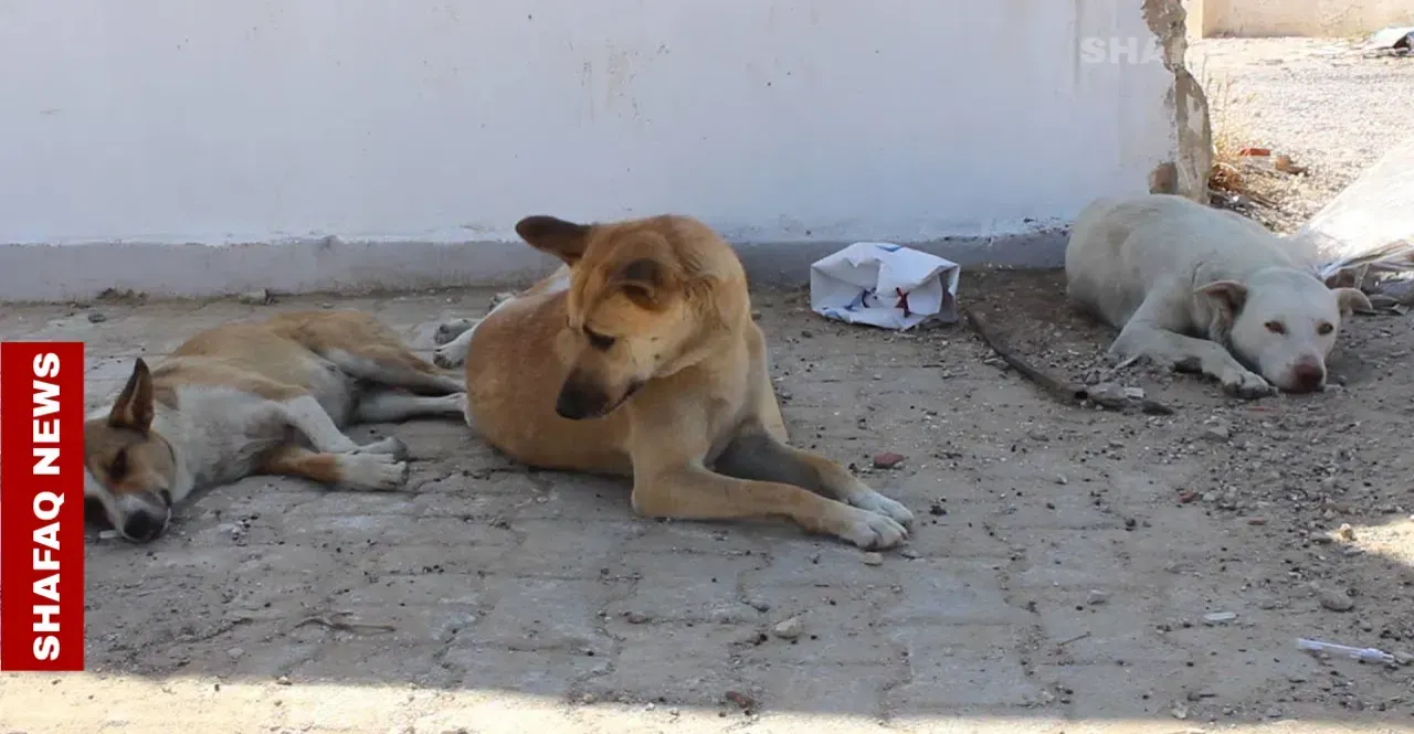 Stray dog attacks injure two in Kirkuk amid criticism of “inhumane” culling