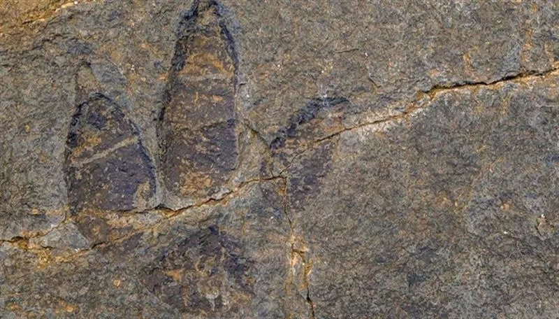 ‏شوین پای دایناسۆریگ تەمەن 132 ملیۆن ساڵە لە باشوور ئەفریقا پەیاکریا