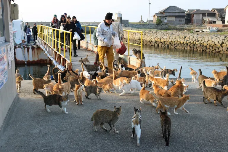 سێ کەس و50 پشی.. دانیشتگەیل دوورگەیگ ژاپۆنی تویش فەوتیان تیەێد