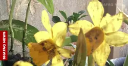 Scent of the soul: How daffodils anchor Kurdish memory