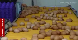 البصرة ترفع إنتاجها إلى 30 مليون بيضة شهرياً وتتوقع الضعف