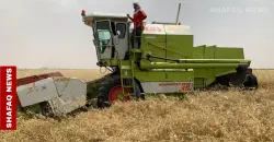 Marketing delays put Iraq’s Al-Azim farmers at risk of abandoning land