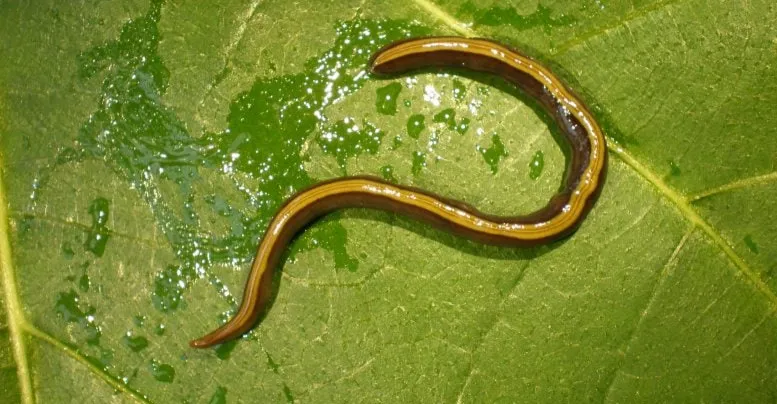 ديدان مسطحة تغزو القطط والكلاب دون علم أصحابها في اوروبا