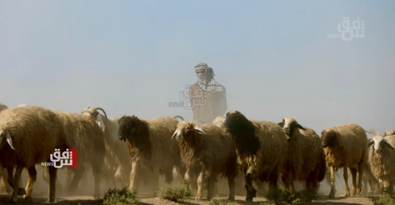 ضحايا بسبب "أغنام" وحادثي سير في نينوى وكركوك