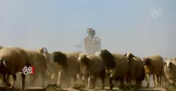 ضحايا بسبب "أغنام" وحادثي سير في نينوى وكركوك