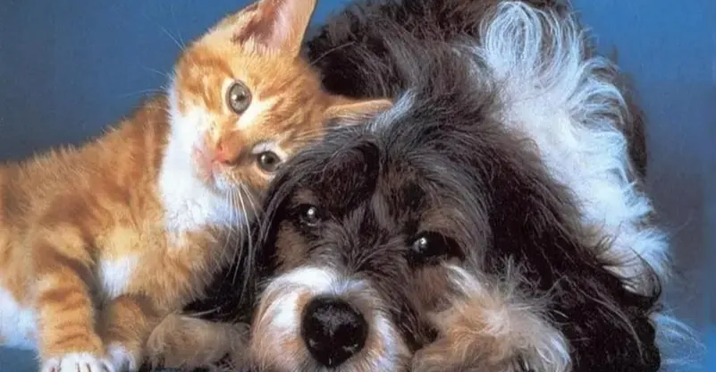 الرسوم الجمركية تلاحق أدوية وغذاء الكلاب والقطط في العراق (وثيقة)