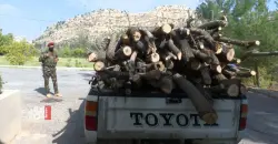 اعتقال 5 أشخاص بتهمة قطع الأشجار بشكل غير قانوني في السليمانية