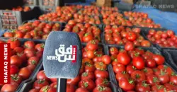 Iraq’s Basra ships first tomato exports to Gulf markets