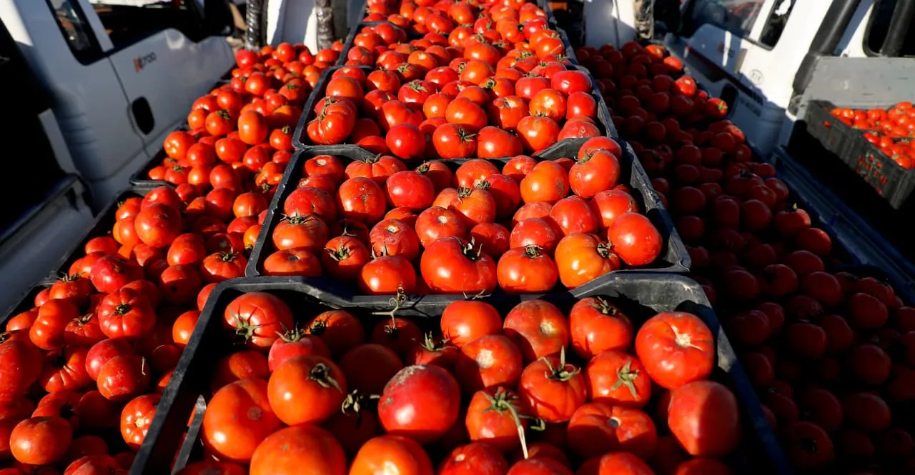 تأكيداً لشفق نيوز .. العراق يُصدّر 1000 طن من الطماطم إلى الكويت