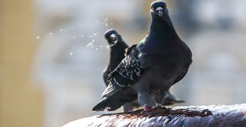 ذرة مانعة للحمل.. طريقة جديدة للتحكم بالحمام الزائد في بولندا