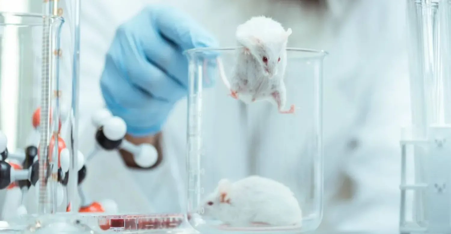 دراسة تربط بين تحسين قدرة العضلات على التحمل ونشاط الدماغ