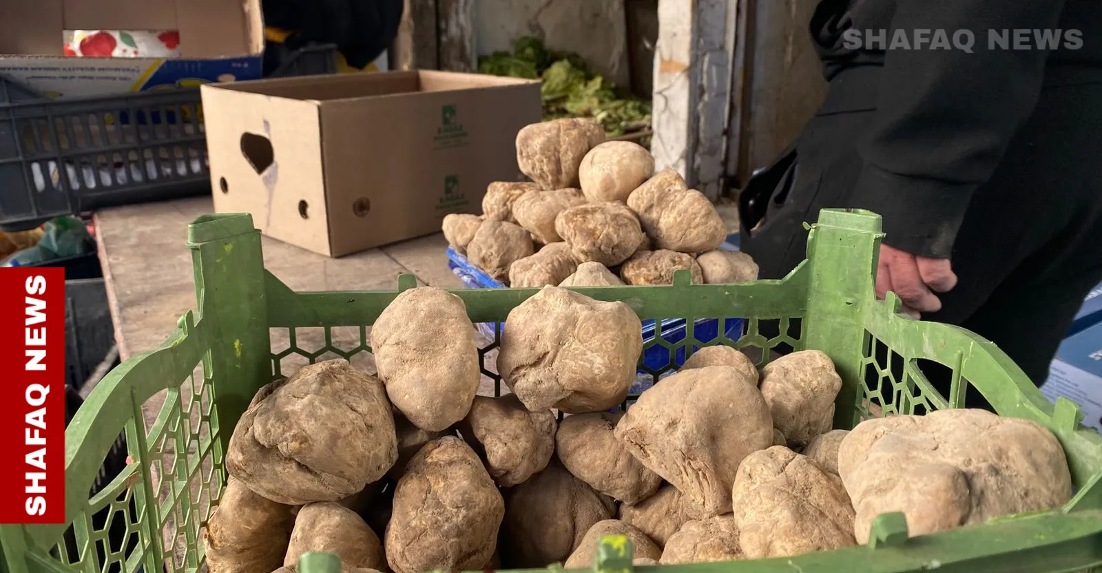 بعد الطماطم .. العراق يُصدّر الكمأ للكويت وأسعارها تلتهب بالأسواق المحلية (صور)