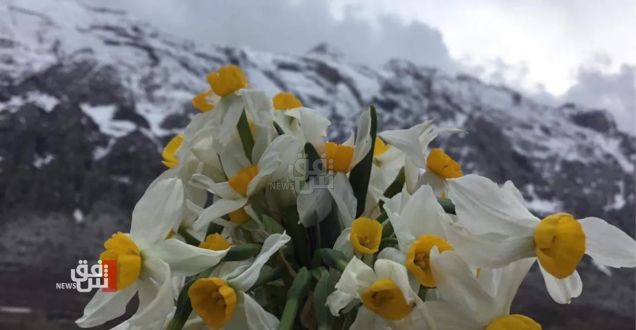 نرجس إيلام.. "عبير" الاستثمار والتصدير يفوح في أرجاء المدينة