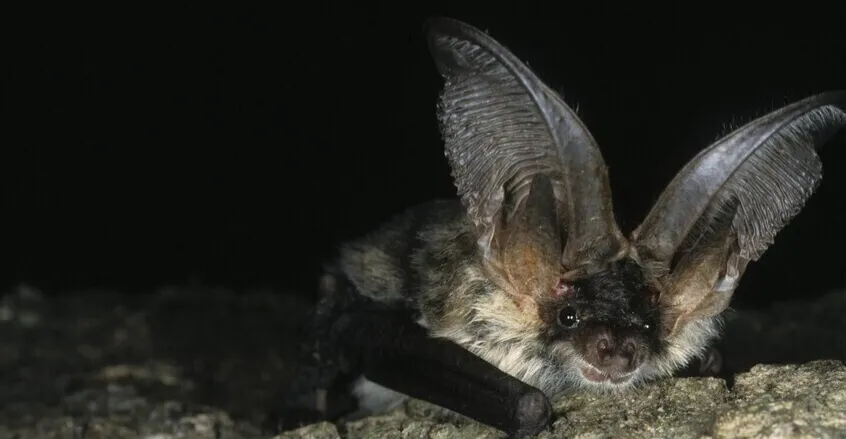 الخفافيش تعود للواجهة .. تحذير من انتشار وباء قاتل يفتك بالبشرية