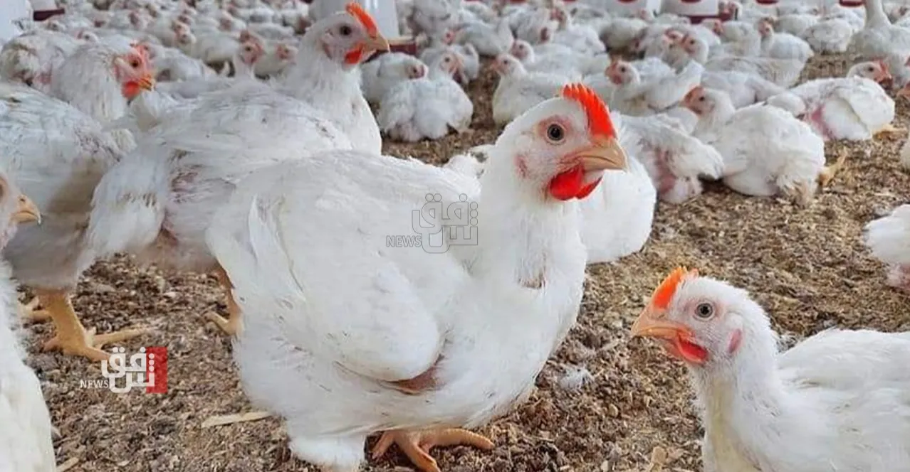 قائممقام السليمانية يطمئن المواطنين: لا خطورة من لحوم الدواجن في الأسواق