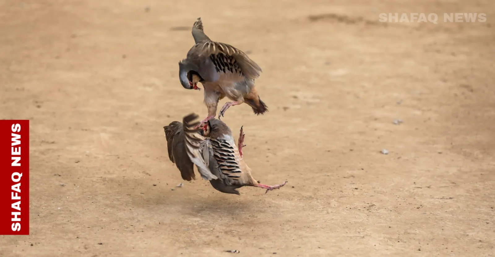 أربيل.. "حلبات الحُجّل" هواية فولكلورية موسمية تُحلّق بأسعار الطيور الفائزة (صور)