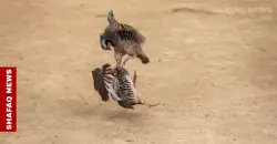 أربيل.. "حلبات الحُجّل" هواية فولكلورية موسمية تُحلّق بأسعار الطيور الفائزة (صور)