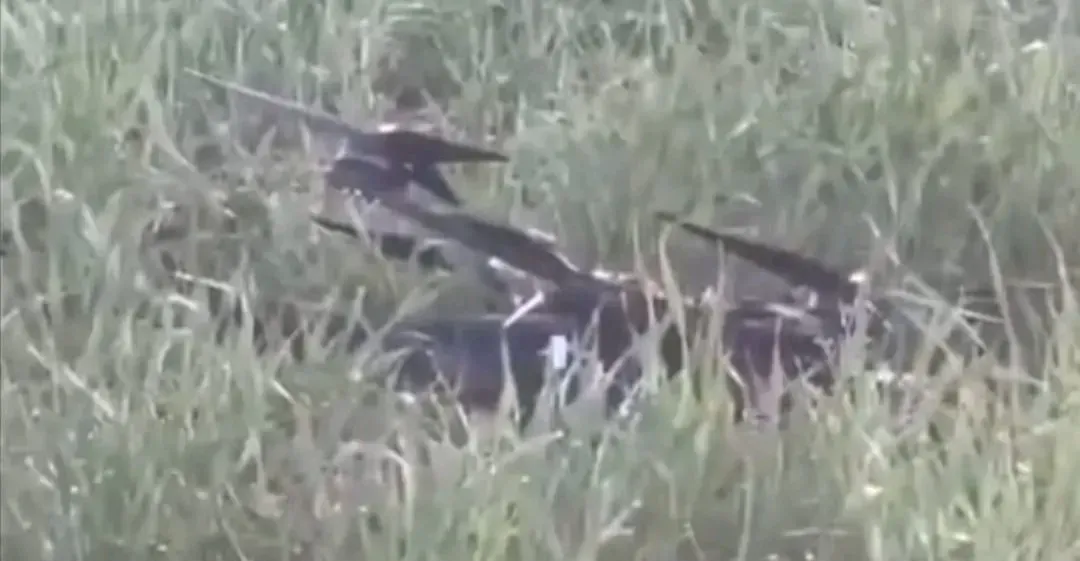 Drone strikes target PMF sites in Iraq’s Diyala and Nineveh