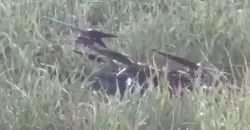 Drone strikes target PMF sites in Iraq’s Diyala and Nineveh