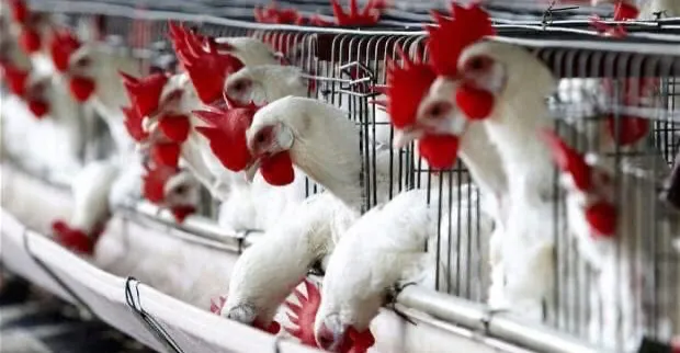 السليمانية.. نداء عاجل لوقف ارتفاع أسعار الأعلاف