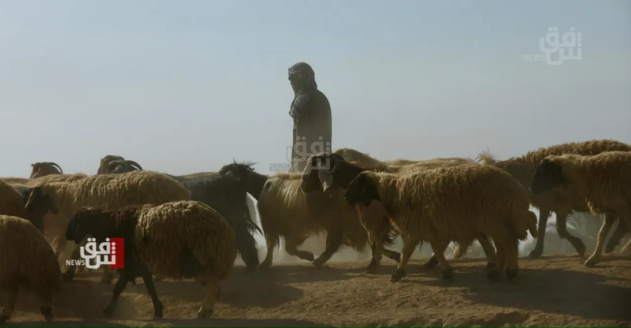 Iraqi shepherd from Karbala killed in Najaf desert airstrike