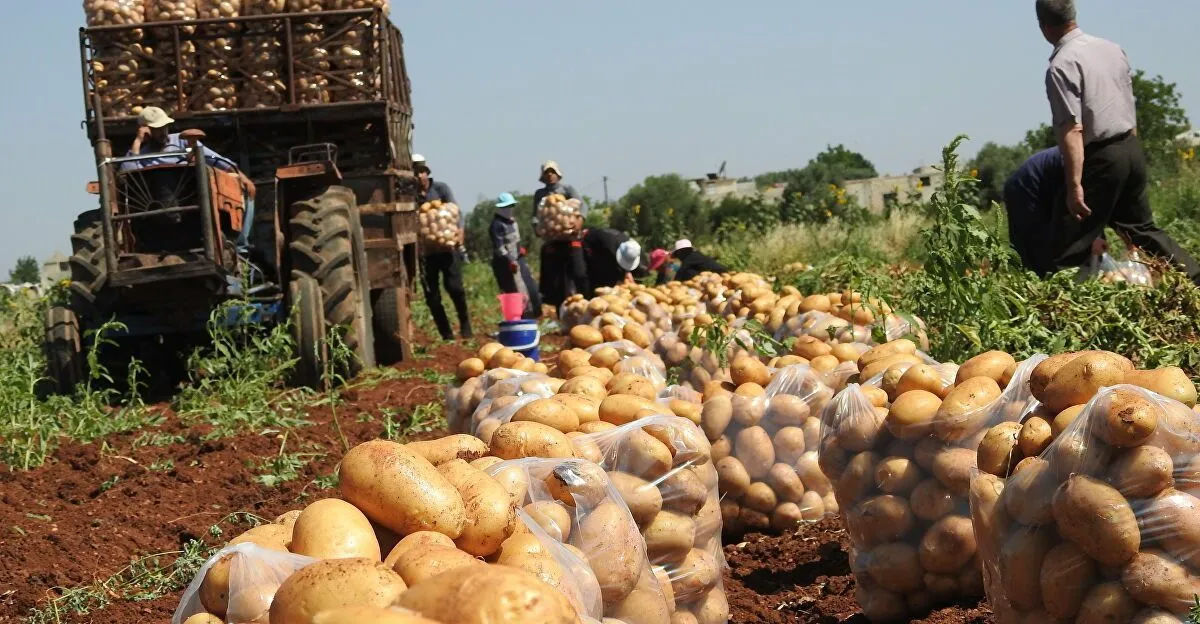 بينها العراق.. سوريا تتطلع لدول المنطقة وتنسيق حقيقي لتعزيز الأمن الغذائي