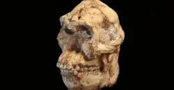 بعد ملايين السنين.. العلماء يكشفون ملامح وجه أحد أقدم أسلاف الإنسان