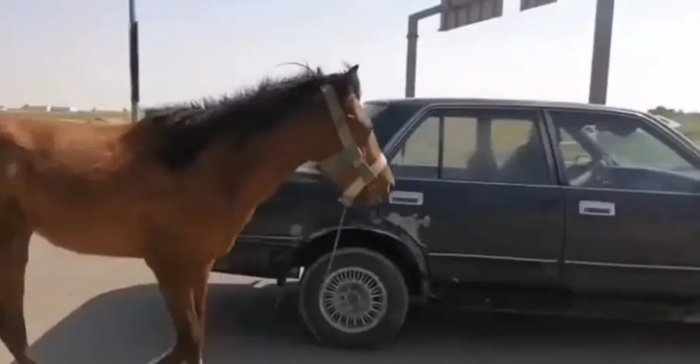 تسجيل أغرب مخالفة مرورية في كركوك تتعلق بـ"حصان"