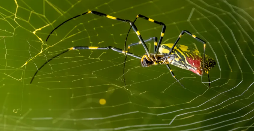 انتشار عناكب "تحلق" بالهواء في أميركا