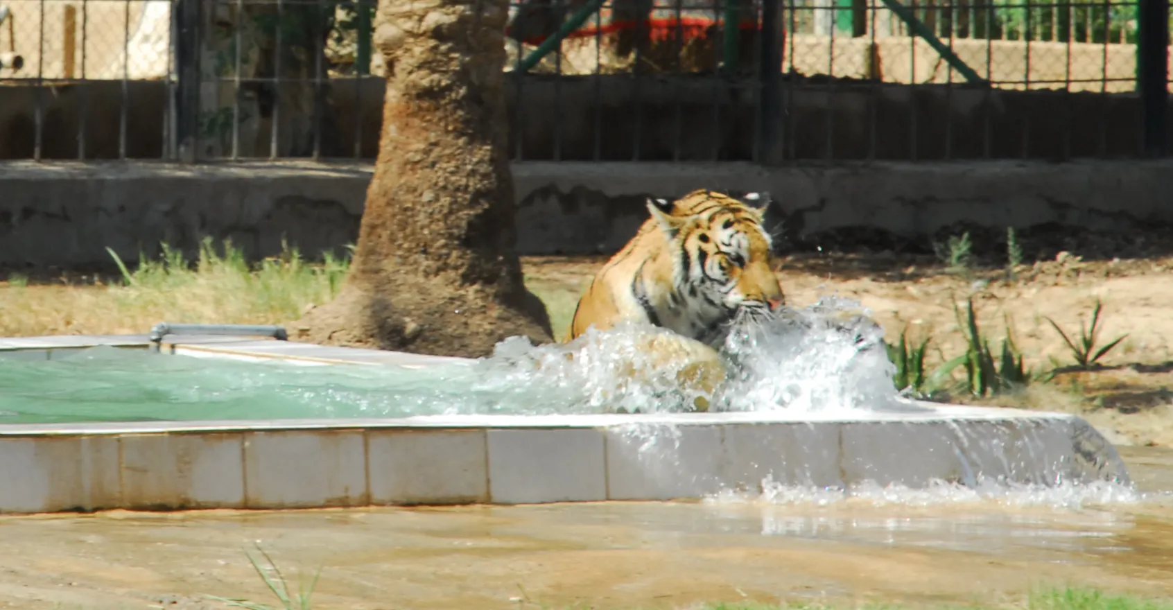‏لەوەر "چزداین" لە پڵنگیک سيبێری.. کەسیک لە ئەنجام شکانن رێسا ئەمنییەیل لە "زەورای بەغدا" زەخمدار بوی