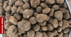 الكمأ العراقي.. انتعاش موسمي والأسعار تلامس 60 ألفاً للكيلو